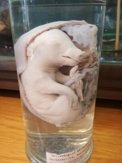 Győri Gyerekegyetem - 2019